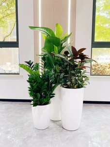 宁波杭州湾盆景出租公司